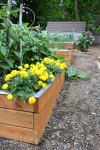 Growing Vegetables in the Pacific NW | Gardening