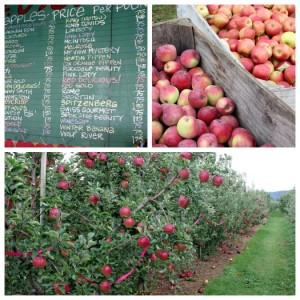 Apple season in the Pacific Northwest - Frugal Living NW