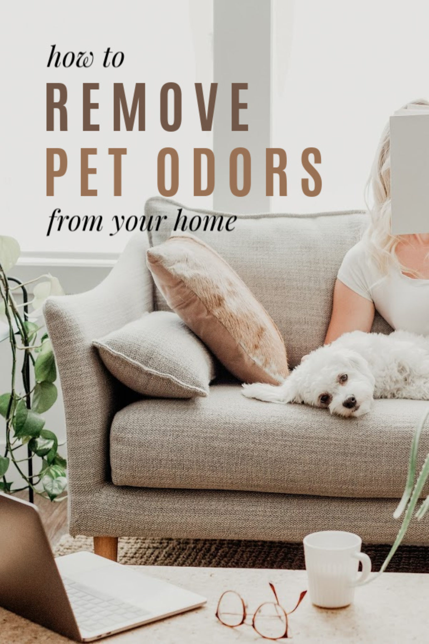 How to Remove Pet Odors from your Home LaptrinhX / News