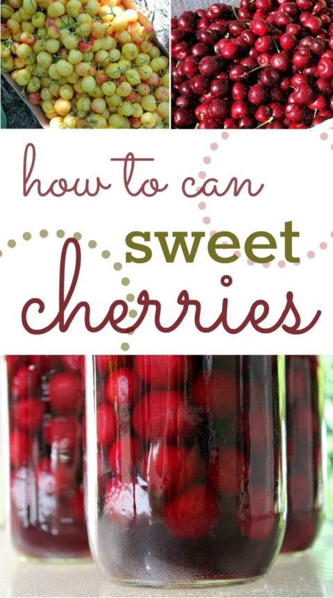 Beginners Guide to Cherry Trees -grow cherry trees from seed – Haxnicks