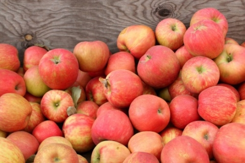 https://www.frugallivingnw.com/wp-content/uploads/adthrive/2014/09/pacific-nw-apples-2-480x319.jpg