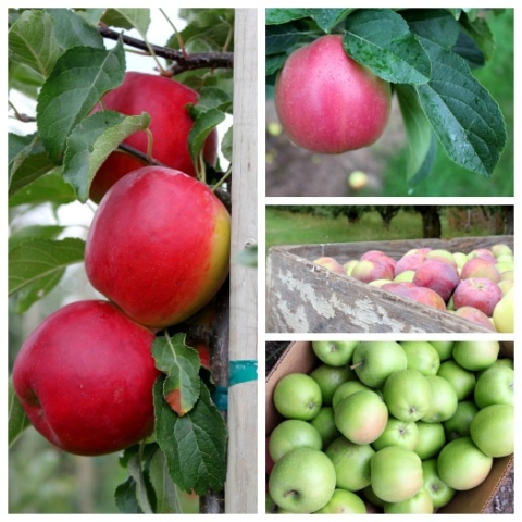 Apple Varieties in Northwest Tennessee – Northwest Tennessee Local