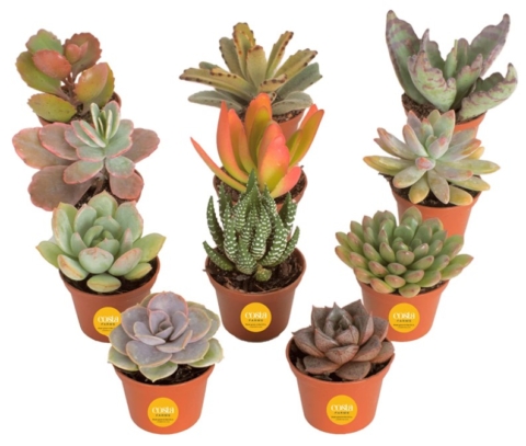 https://www.frugallivingnw.com/wp-content/uploads/adthrive/2023/06/costa-farms-succulent-set-480x407.jpg